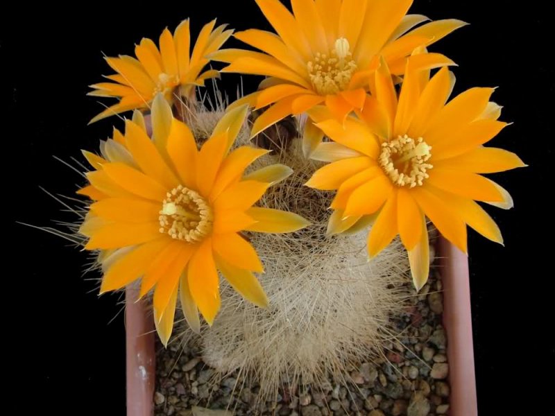 Rebutia einsteinii 