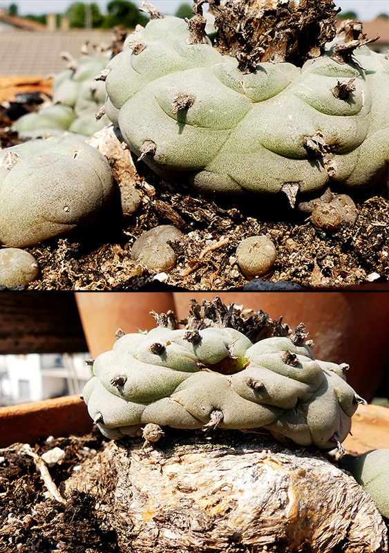 Lophophora williamsii 