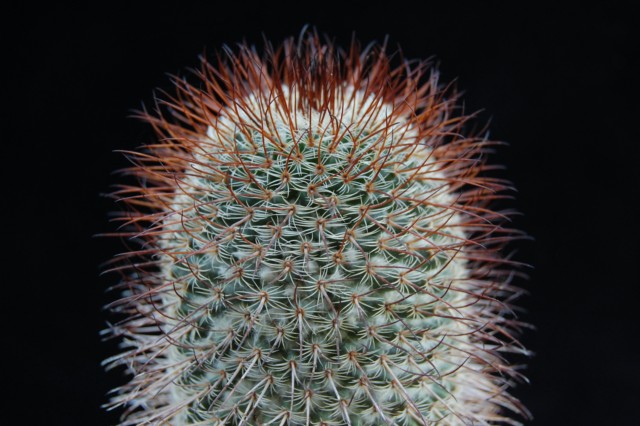 Mammillaria huitzilopochtli ssp. niduliformis LAU 1495