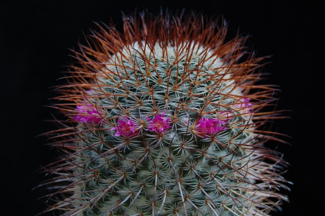 Mammillaria huitzilopochtli ssp. niduliformis LAU 1495