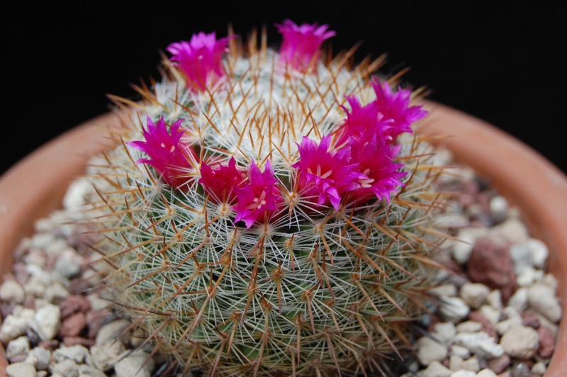 Mammillaria haageana ssp. acultzingensis ROG 257