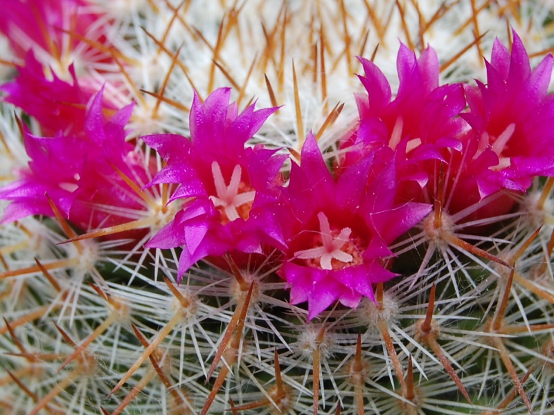 Mammillaria haageana ssp. acultzingensis ROG 257