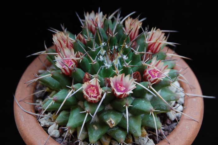 Mammillaria vagaspina 