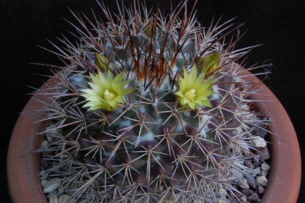 Mammillaria petrophila 