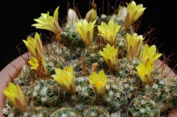 Mammillaria surculosa 