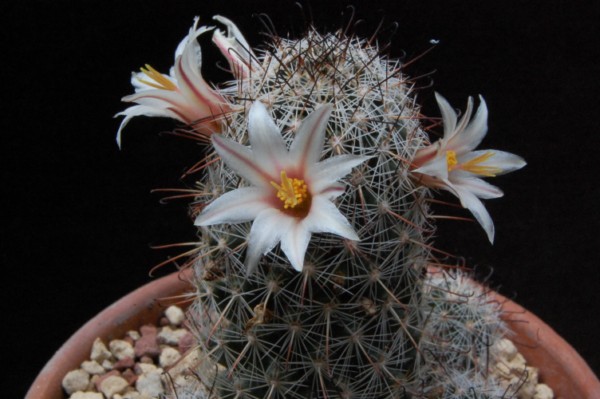 Mammillaria bullardiana 