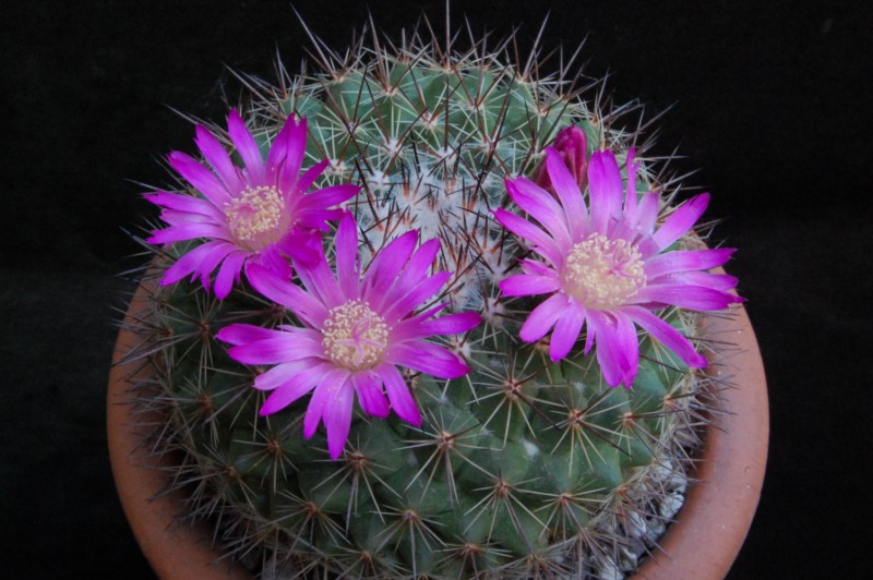 Mammillaria melanocentra ssp. rubrograndis 