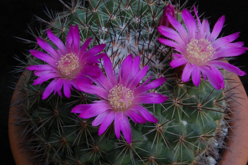 Mammillaria melanocentra ssp. rubrograndis 