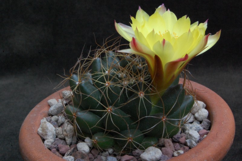 Mammillaria paulii 