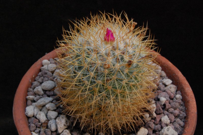 Mammillaria odieriana REP 1172