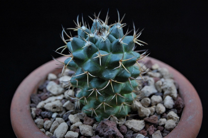 Mammillaria magnimamma CD 12/019