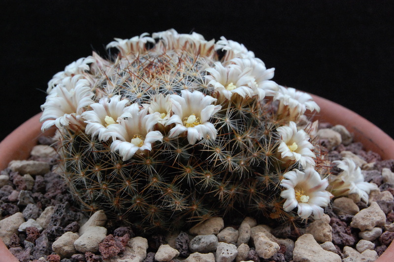 Mammillaria picta ssp. viereckii SB 558