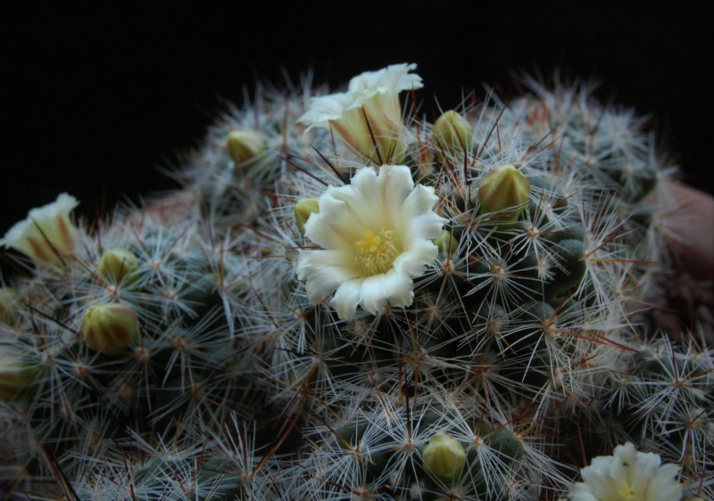 Mammillaria vetula 