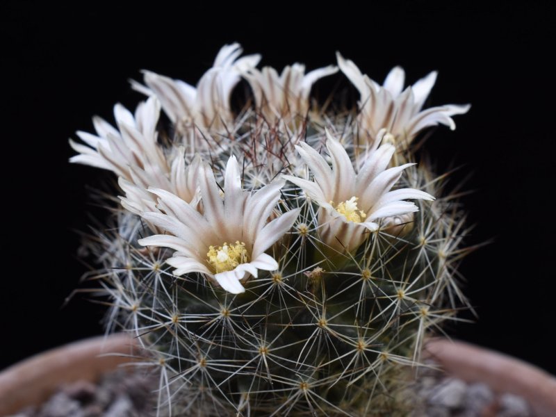 mammillaria picta