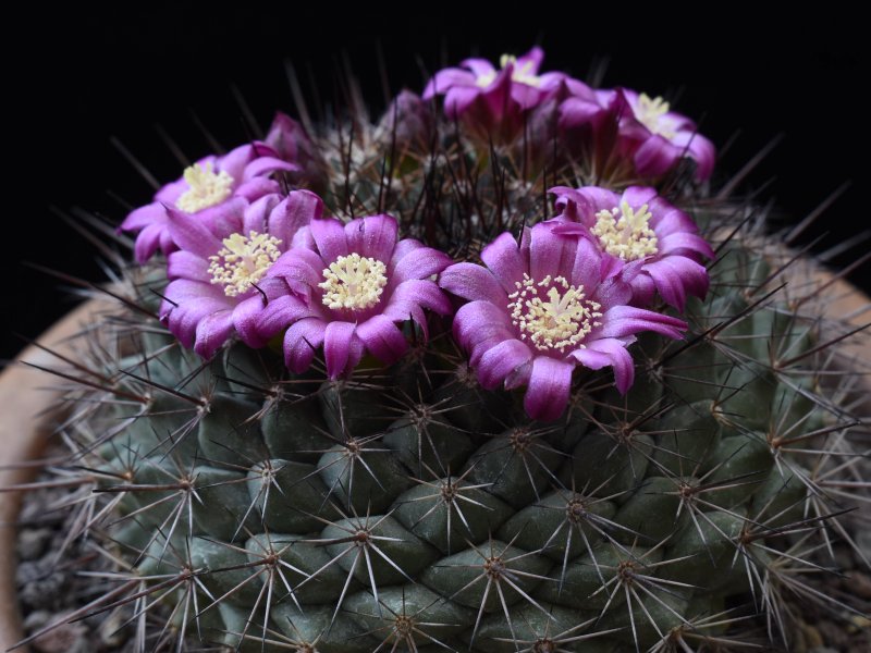 mammillaria sonorensis