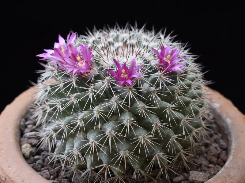 mammillaria standleyi