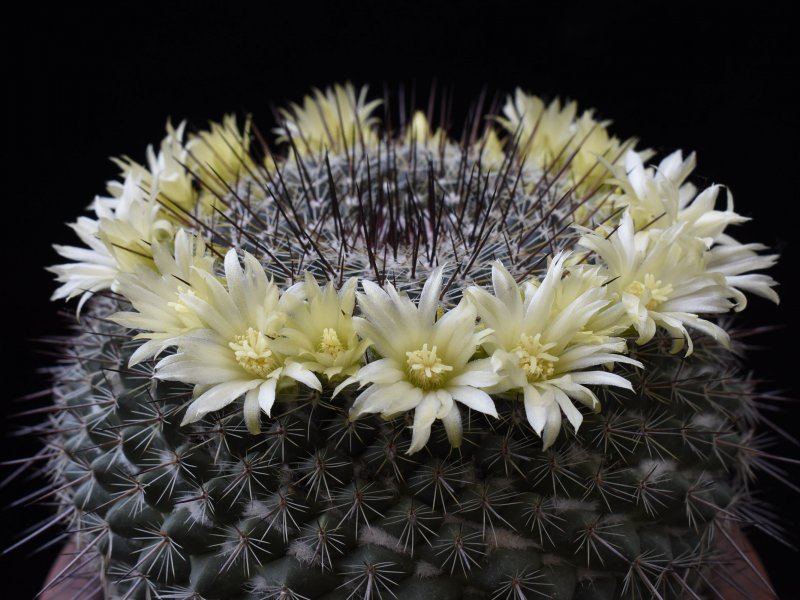 Mammillaria cobrensis 