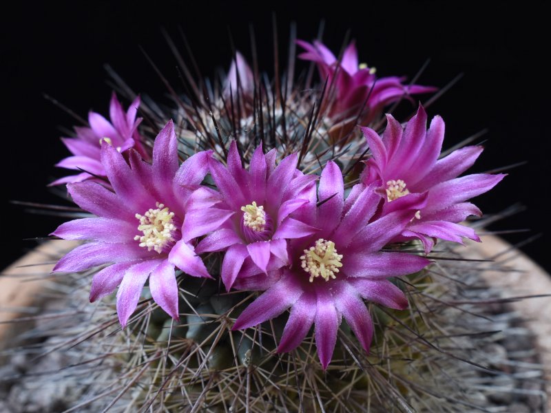 mammillaria tesopacensis
