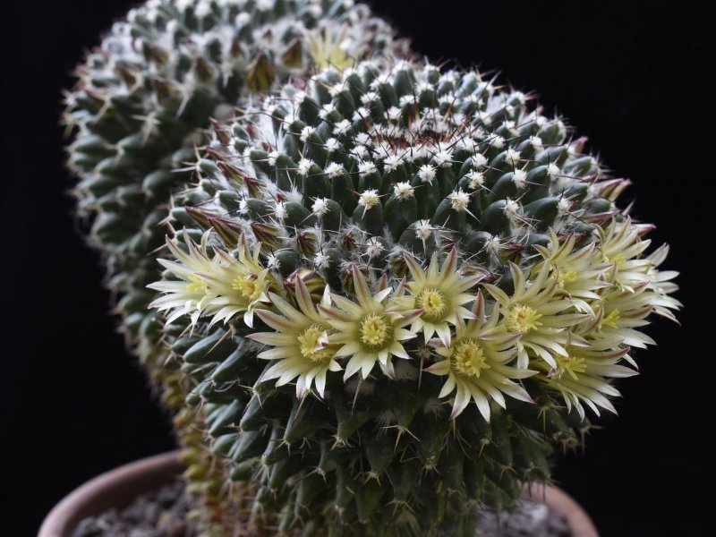 mammillaria karwinskiana