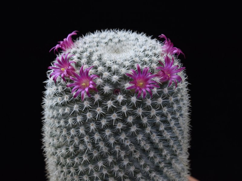 mammillaria noureddineana