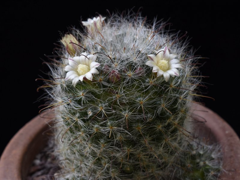 mammillaria aff. haehneliana