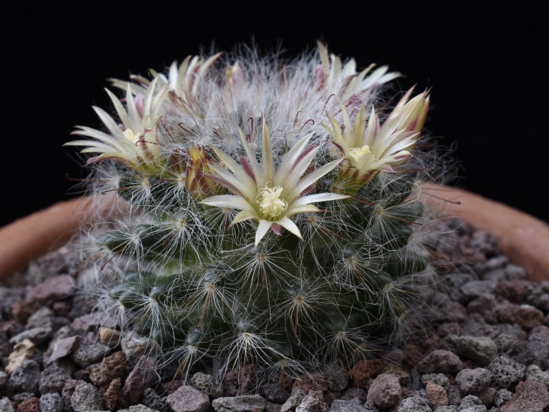 mammillaria hirsuta
