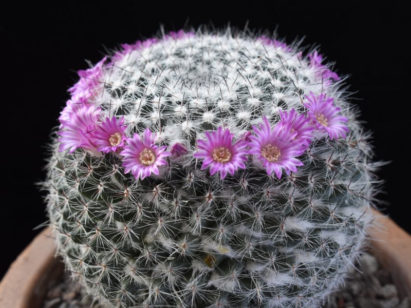 mammillaria saetigera ssp. woodsii