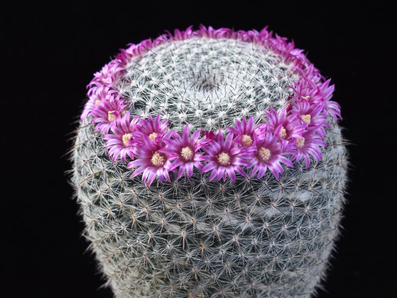 mammillaria aff. saetigera ssp. woodsii