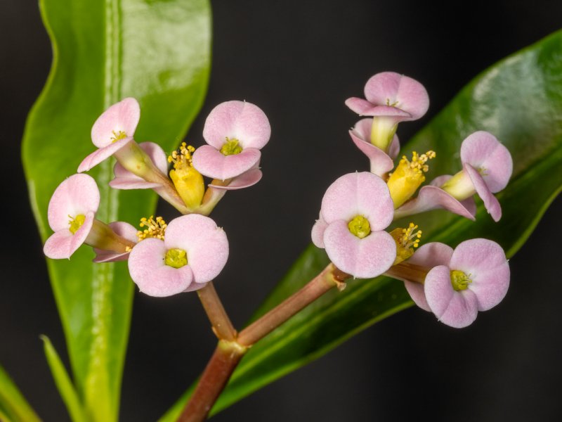 euphorbia lophogona