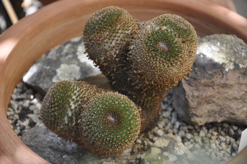 Mammillaria crucigera 