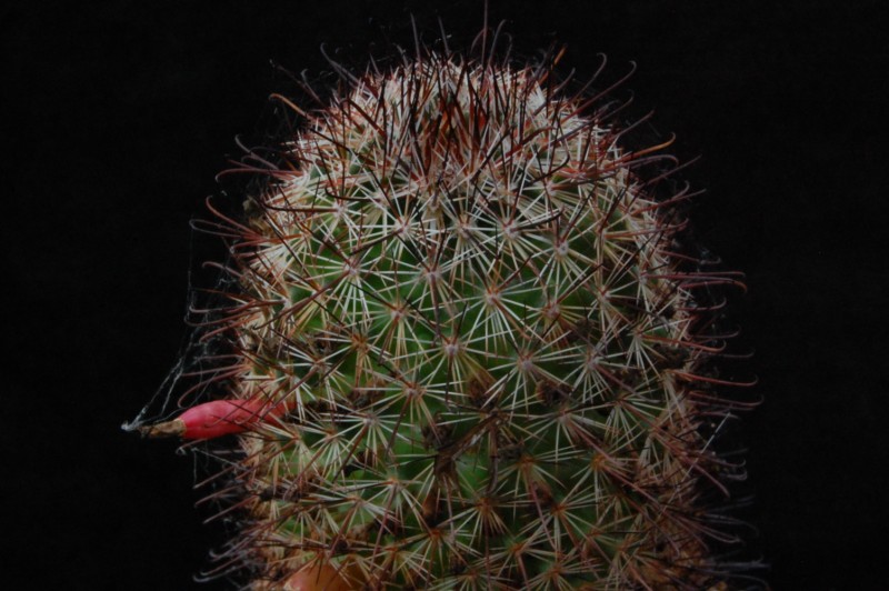 Mammillaria goodridgei 