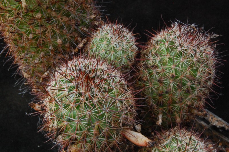 Mammillaria goodridgei 