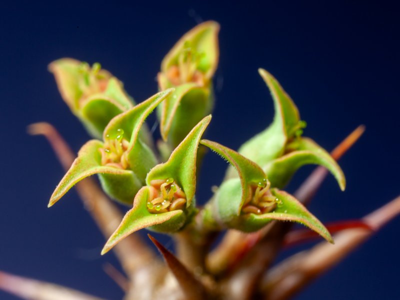 euphorbia rossii