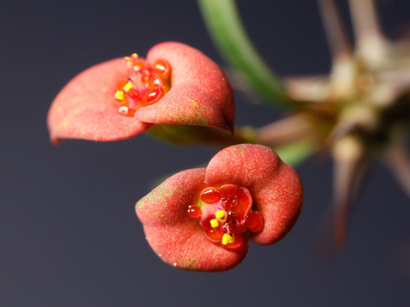 euphorbia gottlebei