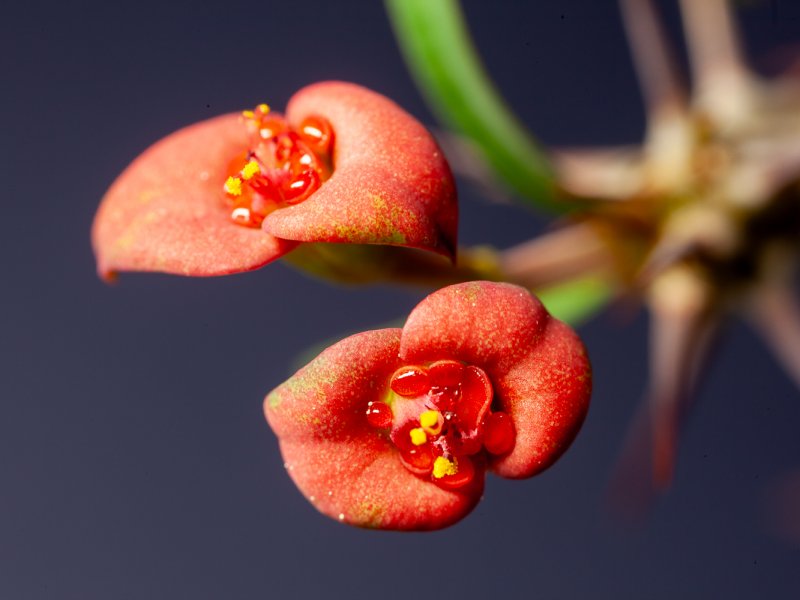 Euphorbia gottlebei 