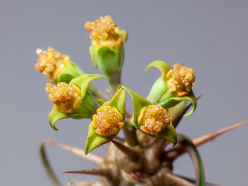 Euphorbia rossii 