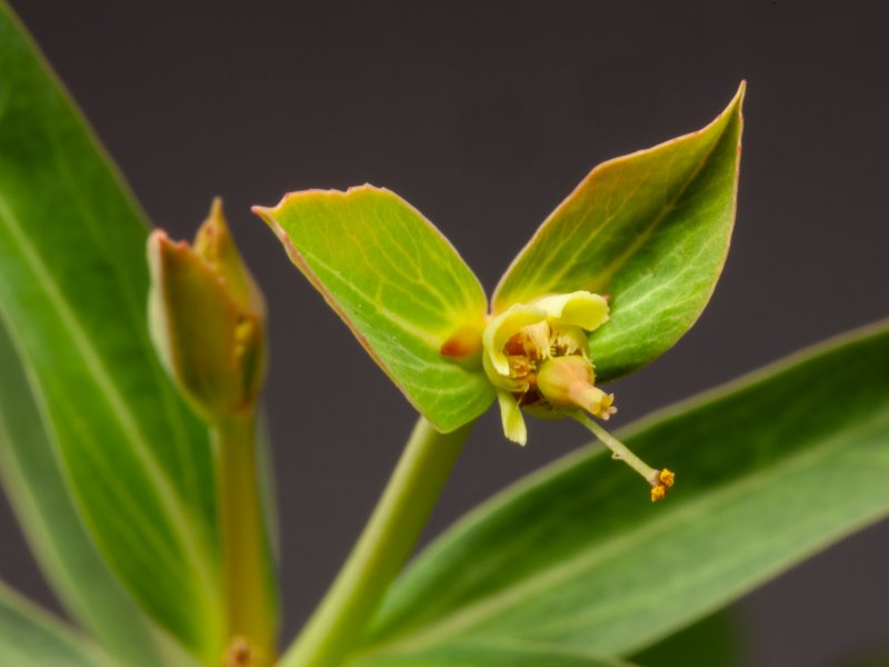 euphorbia longetuberculosa