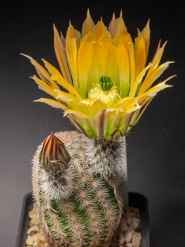 Echinocereus  ctenoides 