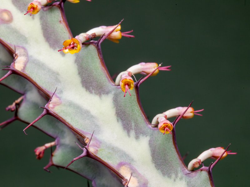 euphorbia greenwayi