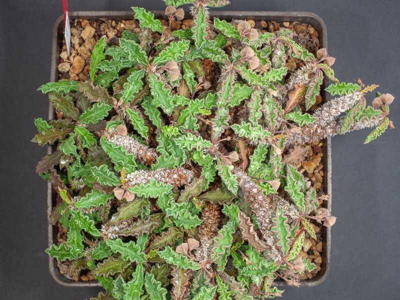 euphorbia decaryi