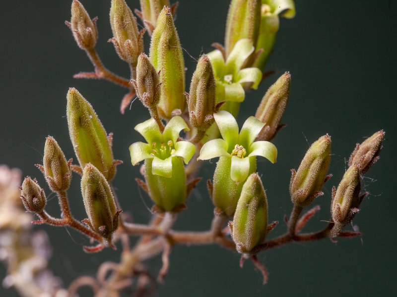 Tylecodon sulphureus 