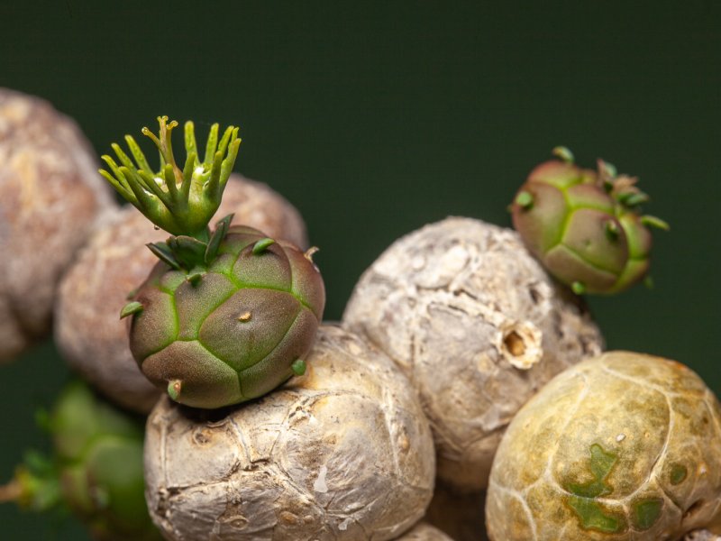 Euphorbia globosa 