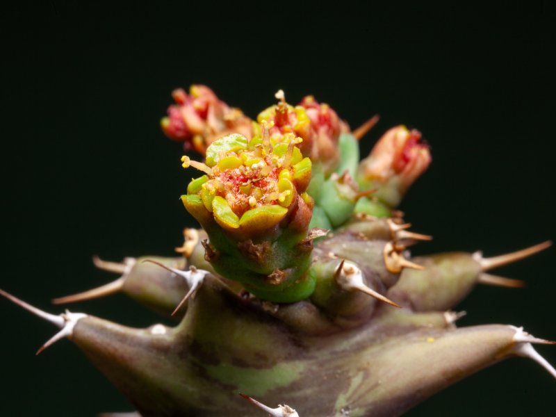 euphorbia tortirama