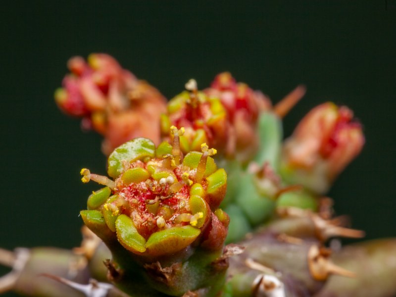 Euphorbia tortirama 