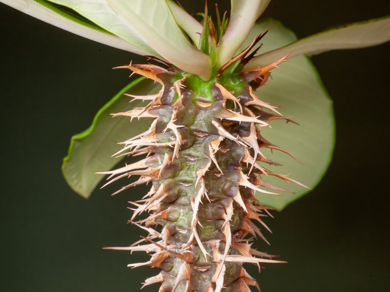 euphorbia vigueri v. capuroniana