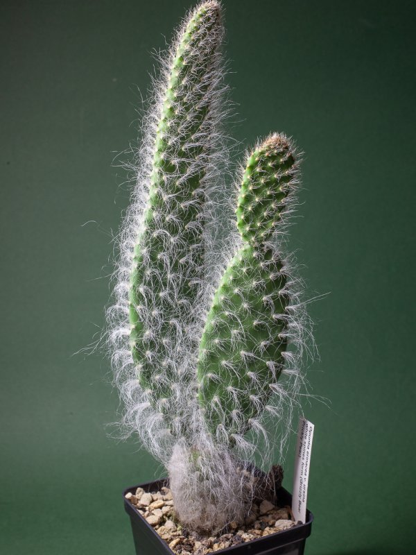 Opuntia erinacea v. ursina 