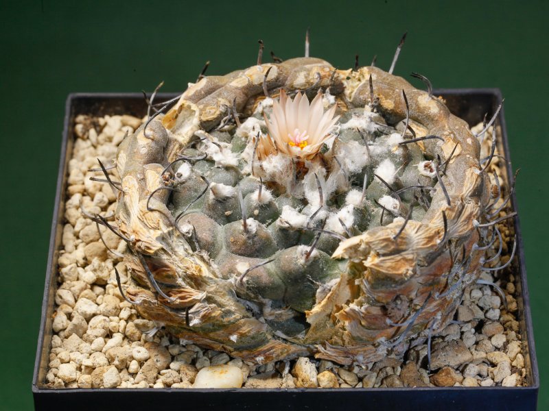 Turbinicarpus jauernigii 