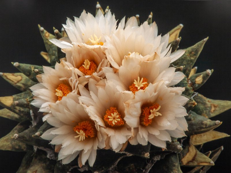 ariocarpus trigonus