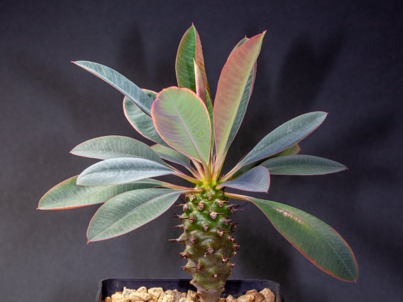 euphorbia pachypodioides