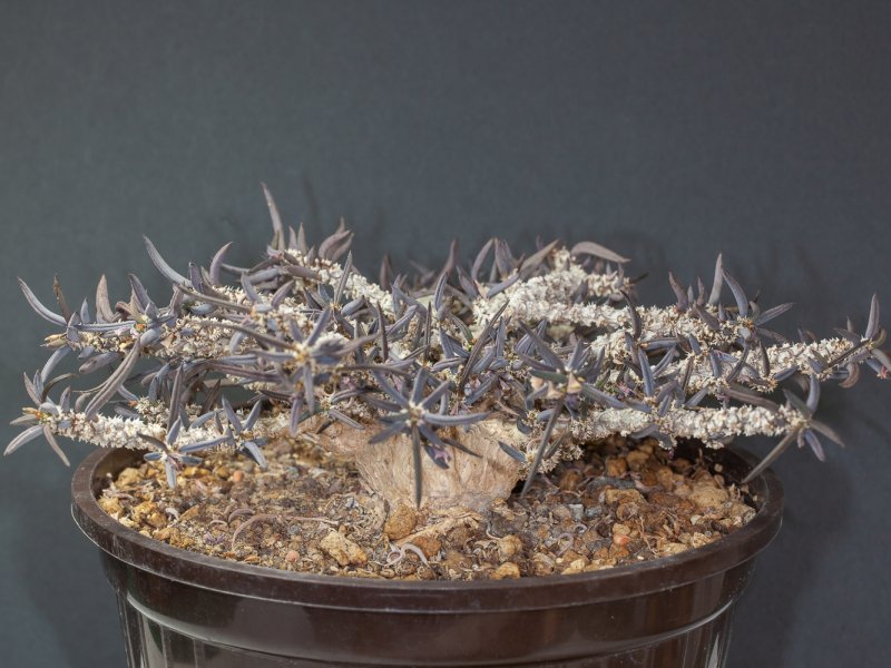 euphorbia cylindrifolia